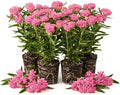 4 Pink Milkweed Live Plants, 4-9 Inch Tall, Asclepias Tuberosa Butterfly by UIOTER