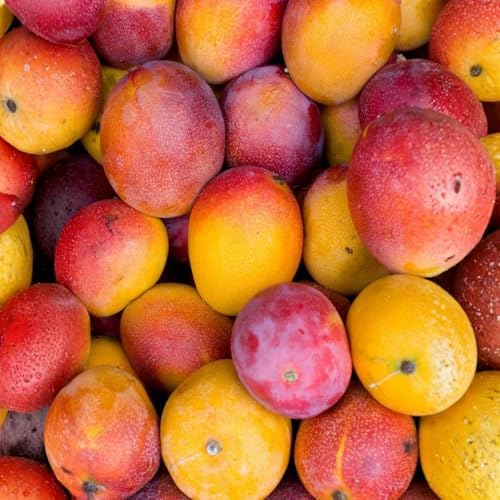 Kent Mango Tree Live Plant, Outdoor Garden Fruit Tree, 10-16'' Tall - Image 3