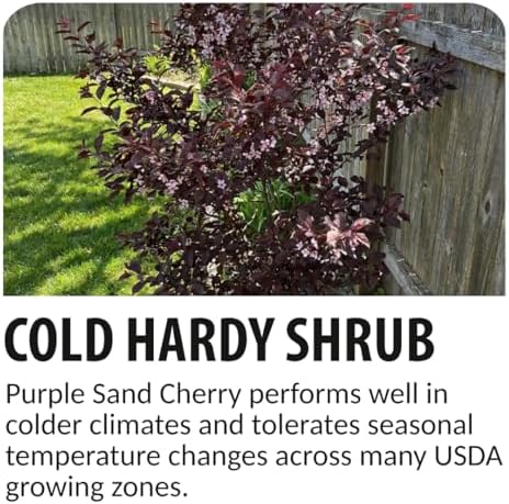 Purple Sand Cherry Live Plants - 3 Pack Bare Root Flowering Shrubs - Ornamental Prunus Cistena Bushes - Pink Spring Blooms & Purple Foliage - Hardy Landscape Privacy Plants (3 Saplings) - Image 4
