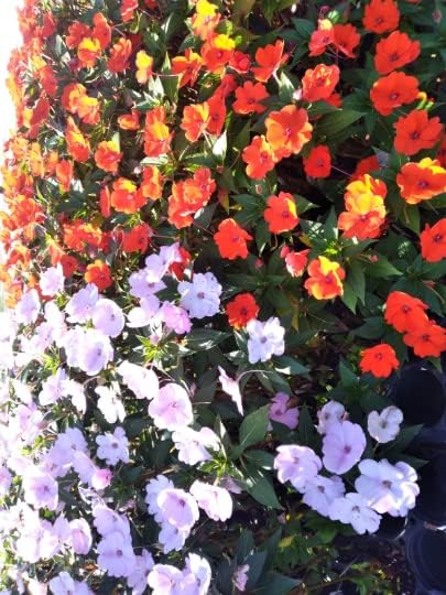 SunPatiens Orange in a 4 inch Pot (3) - Image 4