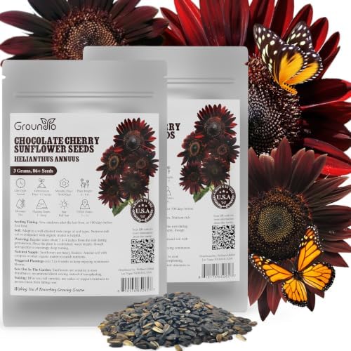 Groundio 160+ Chocolate Sunflower Seeds to Plant - Helianthus Annuus by Groundio