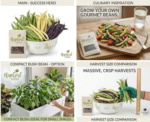 Bean Seeds for Planting Vegetables and Fruits. Pole Beans,Bush Beans,Romano Beans.Non GMO Garden Seeds for Home Vegetable Garden-Organic Bush Bean Mix 45ct+ Purple,Yellow&Green Bean Seeds, No Trellis - Image 2