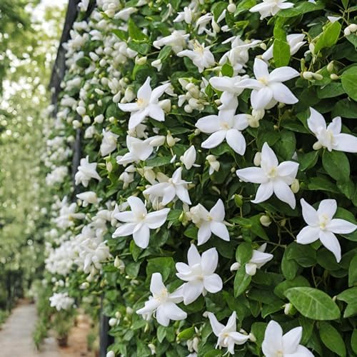 Rare Scented Jasmine Flower Easy to Grow 5g Seeds - Image 6