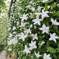 Rare Scented Jasmine Flower Easy to Grow 5g Seeds by seedsofstrength