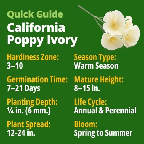 HOME GROWN Ivory Castle Poppy 2500 Flower Seeds Eschscholzia californica - Image 2