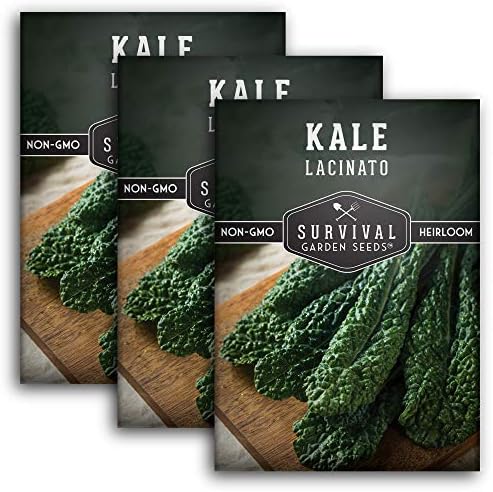 Lacinato Kale Seeds for Planting, Dinosaur Tuscan Variety - 3 Packs by SurvivalGardenSeeds