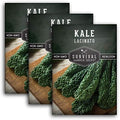 Lacinato Kale Seeds for Planting, Dinosaur Tuscan Variety - 3 Packs by SurvivalGardenSeeds