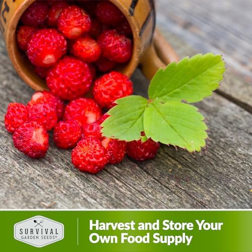 Alpine Regina Everbearing Wild Strawberry Seeds for Planting - 2 Packs - Image 5