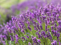 Greenwood Nursery: Live Perennial Plants - Provence Lavender + Lavandula x Intermedia - [Qty: 5X Pint Pots] - (Click for Other Available Plants/Quantities) by GreenwoodNursery