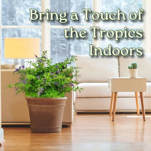 Tropical Plants of Florida - Duranta Sapphire Showers - Flowering Bush Plant - Overall Height 22" to 26" (Plant Only) - Image 5