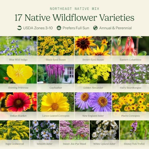 Eden Brothers Native Northeast Wildflower Seed Mix, 1/4lb, 17 Wild Flower Seed Varieties, 100% Pure Seed No Fillers,Bulk Wildflower Seeds for Planting Outdoors,Attracts Pollinators & Hummingbirds - Image 3