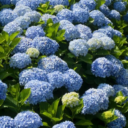Blue Hydrangea Plant Live, Garden Shrub, 7-12" Tall, in Pot - Image 6