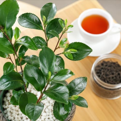 Tea Plant (Camellia sinensis) - 10-18" Tall Live Plant - Gallon Pot - Image 3