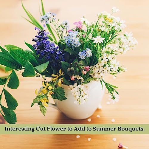 Clovers Garden Ajuga Burgundy Glow (Bugleweed) Plants – Two (2) Live Plants – Non-GMO - Not Seeds - Each 4" to 8" Tall – in 4" Inch Pots – Shade Tolerant, Pollinator Favorite - Image 6