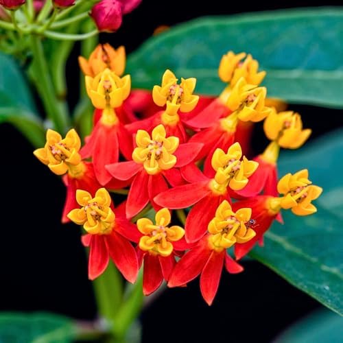 3 Red Milkweed Live Plants, Hardy Milkweed Shrub, 4-9 Inches - Image 5