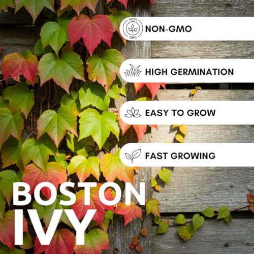Boston Ivy Vine Seeds – 50 Easy-to-Grow Seeds for Lush Garden Coverage and Privacy - Decorative Climbing Vines for Gardens, Fences, Pergolas, and Walls - Image 3