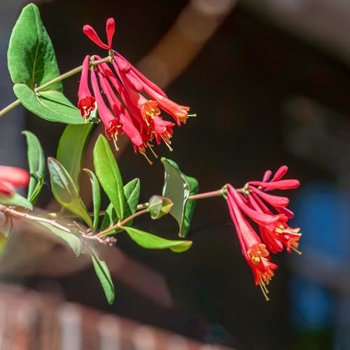 Perfect Plants Coral Honeysuckle Live Plant, 1 Gallon, Native Vine - Image 4