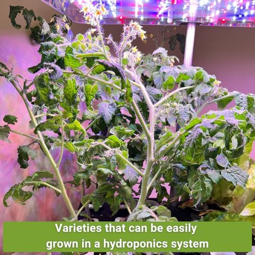 Sow Right Seeds - Hydroponic Vegetable Seeds for Planting - Lettuce, Kale, Arugula, Pak Choi, Watercress & Cherry Tomato Seeds for Planting and Growing Hydroponics - Perfect for Indoor Growing System - Image 3