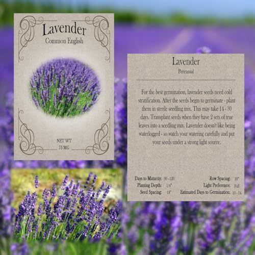 Herb Seed Pack Collection - 12 Varieties Including Basil, Parsley, Rosemary, Dill, Chives, Garlic Chives, Oregano, Mustard, Thyme, Cilantro, Sage & Lavender - Great for Gardening & Cooking - Image 3