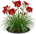 Votaniki Chicago Apache Daylily Bare Root Perennial Plant Scarlet Red Flowers with Yellow Watermark for Full Sun Borders Containers Mass Planting and Pollinator Gardens by Votaniki