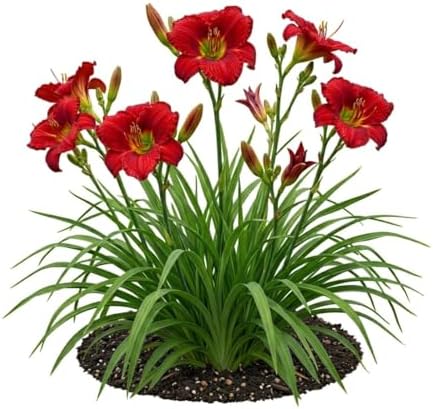 Votaniki Chicago Apache Daylily Bare Root Perennial Plant Scarlet Red Flowers with Yellow Watermark for Full Sun Borders Containers Mass Planting and Pollinator Gardens by Votaniki