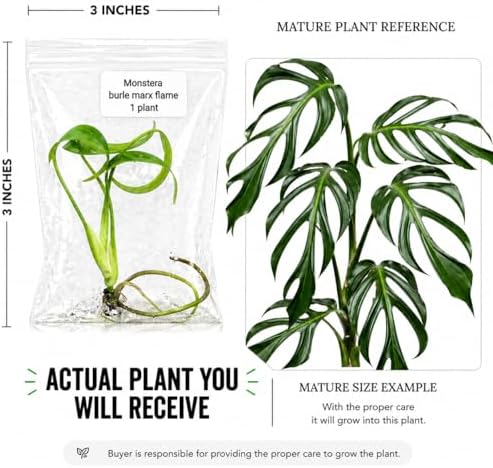 Monstera Burle Marx Flame, Complete Tissue Culture Kit – Rare Live Monstera Plant - Image 2