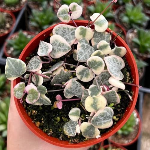 Variegated String of Hearts Succulent Trailing Vine, Indoor Houseplant Live in Pot - Image 3