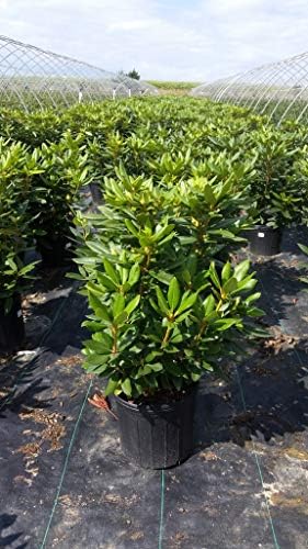 Green Promise Farms Rhododendron Passion` Evergreen, 3-Size Container, Purple Flowers - Image 4