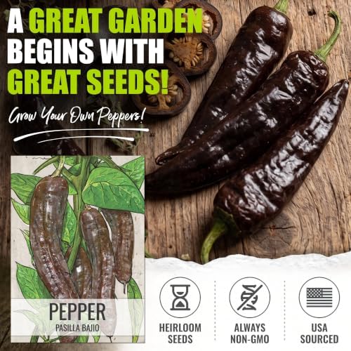 Seed Needs Pasilla Bajio Hot Pepper Seeds to Plant Vegetables - 20 Packs - Image 2