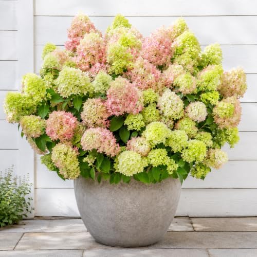 Green Hydrangea Live Plant, 6-12 Inch Tall - Image 4