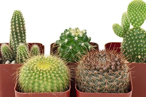 Shop Succulents | Can't Touch This Collection | Assortment of Hand Selected, Fully Rooted Live Indoor Cacti Plants, 5-Pack - Image 4