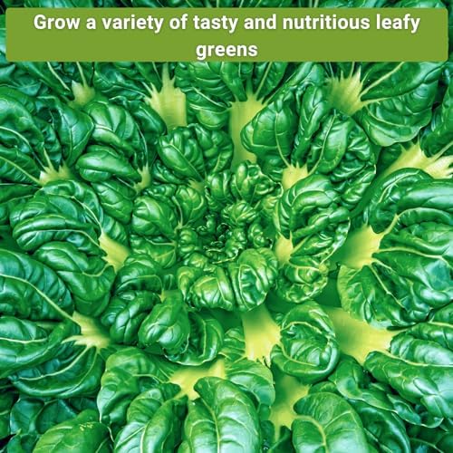 Sow Right Seeds - Large Greens Seed Collection for Planting - Spinach, Arugula, Kale, Lettuce, Tat SOI, Pak Choi and Rainbow Swiss Chard - Non-GMO Heirloom - Plant and Grow a Home Vegetable Garden - Image 4