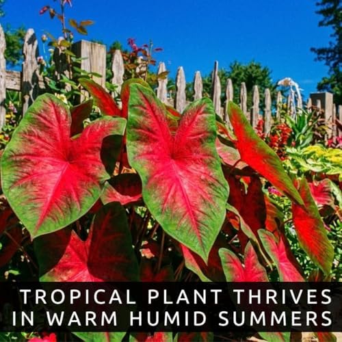 10 Scarlet Arrow Caladium Bulbs | Red & Green Tropical Foliage Plants - Image 4