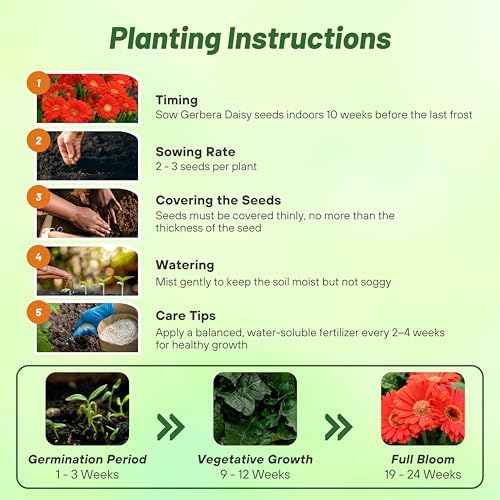 Outsidepride Red Gerbera Seeds - 10 Pcs Perennial, Compact & Low Maintenance, Flower Seeds for Planting w/Mounding Foliage & Vibrant Red Blooms, Ideal for Garden Landscaping & Cut Flower Arrangements - Image 5