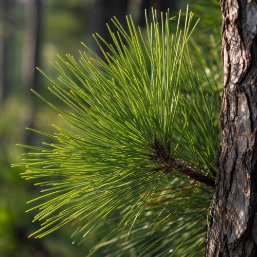 Longleaf Pine Tree | 20 Live Plants | Pinus Palustris | Fast Growing, Southern Yellow Evergreen, Ornamental Landscaping, Drought Tolerant, Native Habitat, Wildlife Friendly - Image 3