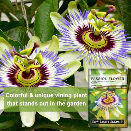 Sow Right Seeds - Passion Flower Seed for Planting Outdoor Passionflower - Image 3