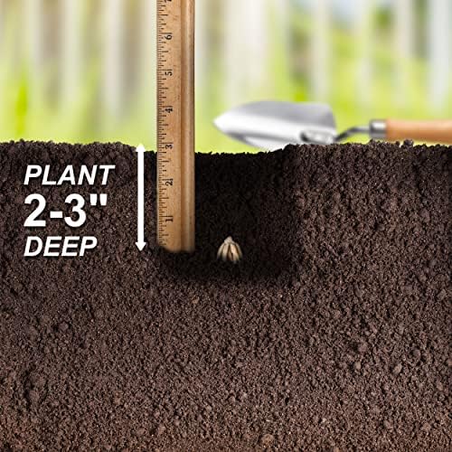Garden State Bulb Ranunculus Mixed Flower Bulbs, 7/8cm, Fall Planting (Bag of 50) - Image 6