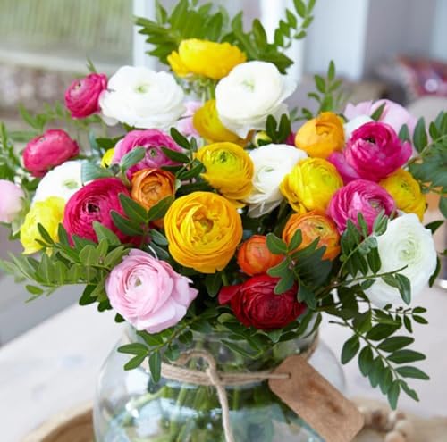 10PCS Mixed Color Ranunculus Bulb Double Buttercup Rose Wedding Flower Bulb - Image 6