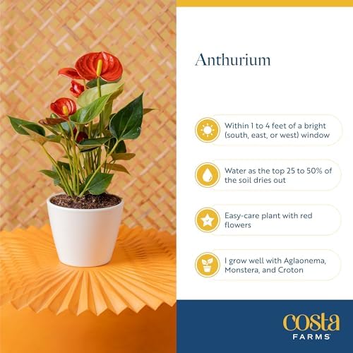 Costa Farms Anthurium, Live Indoor Plant, Easy Care, Home Decor - Image 6