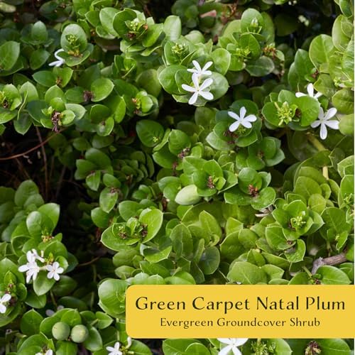 6 Green Carpet Natal Plum in 3.5" Nursery Cubes | Carissa ‘Green Carpet’ | Low-Growing Evergreen Groundcover for Landscapes, Slopes & Borders | Live Starter Plants - Image 2
