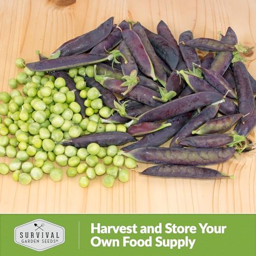 Desiree Purple Podded Pea Seeds for Planting - 2 Packs - Image 5