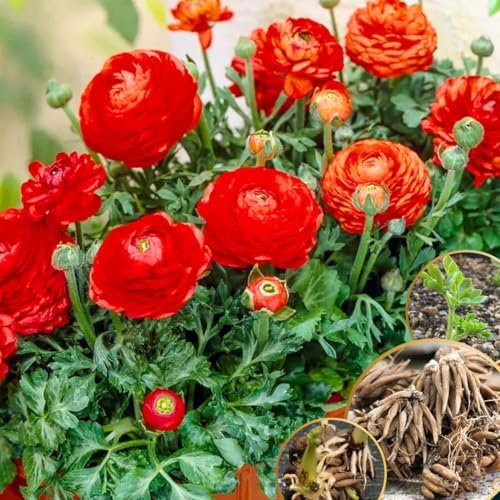 30 Red Ranunculus Bulbs, Fall Planting, Spring Flowers - Image 2