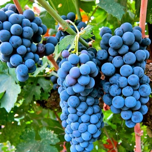 Mixed Fruits Seeds Pack for Planting, 430+pcs Grapes Apples Kiwis Jackfruit Mulberries Cherries Seeds, Non-GMO Heirloom Sweet Edible Juicy Fruits Flowers Plant in Your Home Garden - Image 5