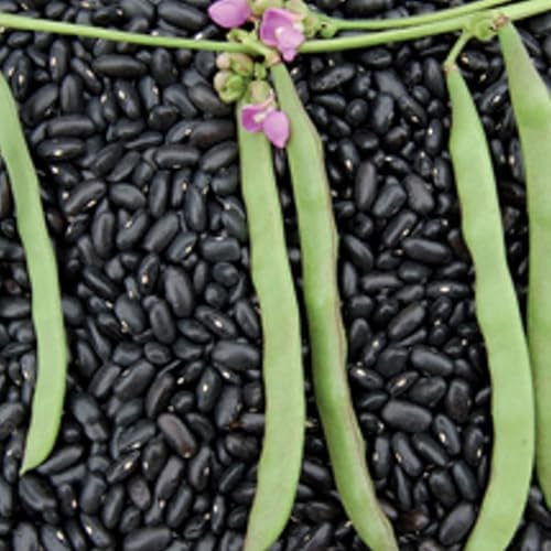 SVI 20 Cherokee Trail of Tears Bean Seeds (Phaseolus Vulgaris) - Cherokee Black Bean Seed Packets, High Yield Pole Beans, Climbing Beans - Heirloom Vegetable Seeds for Trellises, Outdoor Garden Beds - Image 7