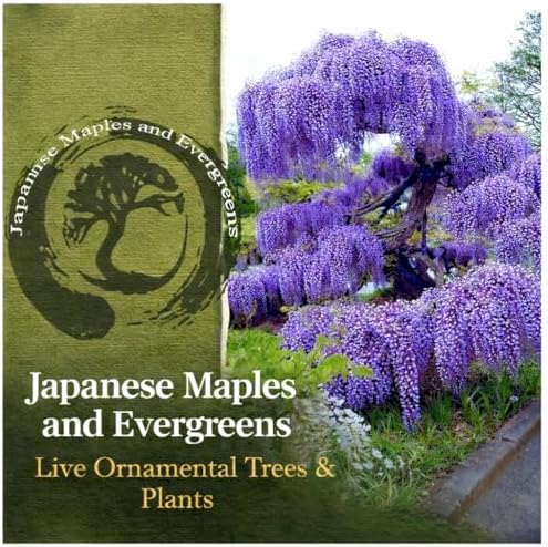 Blue Moon Wisteria Vine - Massive Foot Long Fragrant Flowers - Attract Hummingbirds - 2 - Year Plant by - Japanese Maples and Evergreens - Image 2