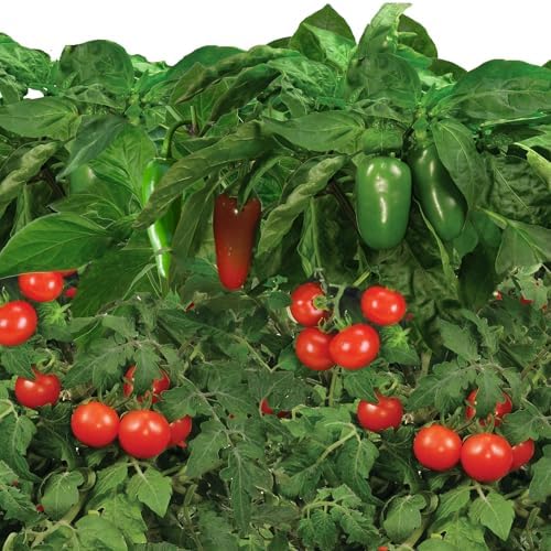 AeroGarden Salsa Garden Seed Pod Kit, 6-Pod - Image 3
