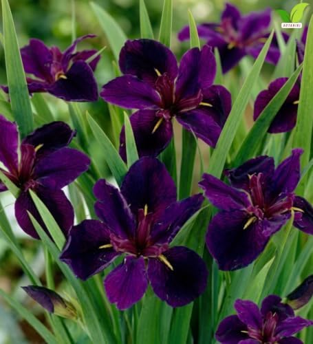 Votaniki Black Gamecock Louisiana Iris #1 Size Bare Root, Deep Purple 4 to 6 Inch Flowers for Rain Gardens, Water Gardens, Borders, Cut Flowers and Mass Planting - Image 5