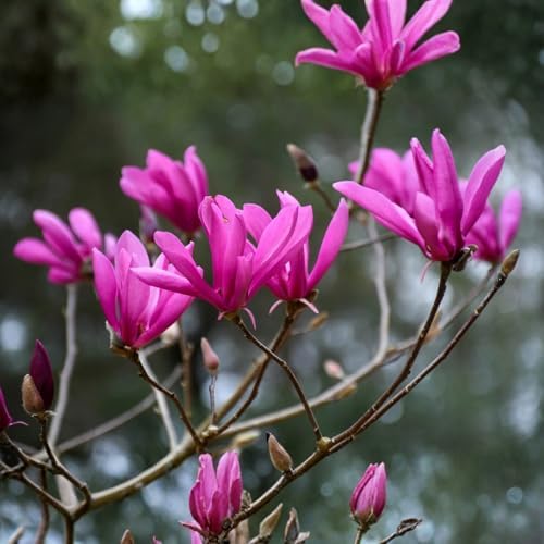 Ann Magnolia Flower Tree Live Plant, Spring Bloom Tree, 2.5'' Pot - Image 4
