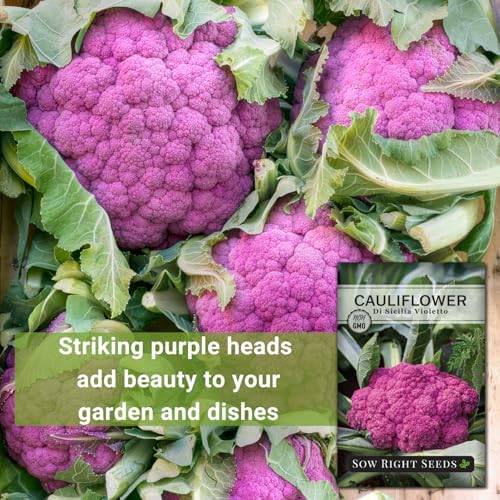 Sow Right Seeds - Di Sicilia Violetto Cauliflower Seed for Planting 4pk - Image 3