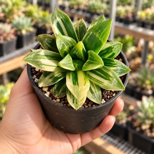 Haworthia heidelbergensis Bare Root Succulent Live Plant for Plant Lovers - Image 3